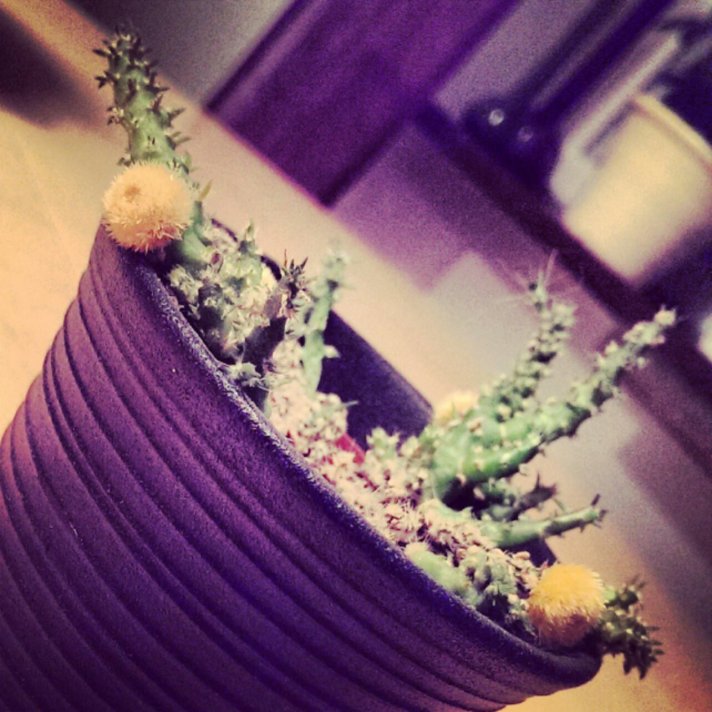 IMG_20131117_182104.jpg image